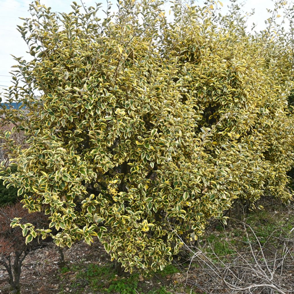 Elaeagnus ebbingei Gilt Edge - Olijfwilg