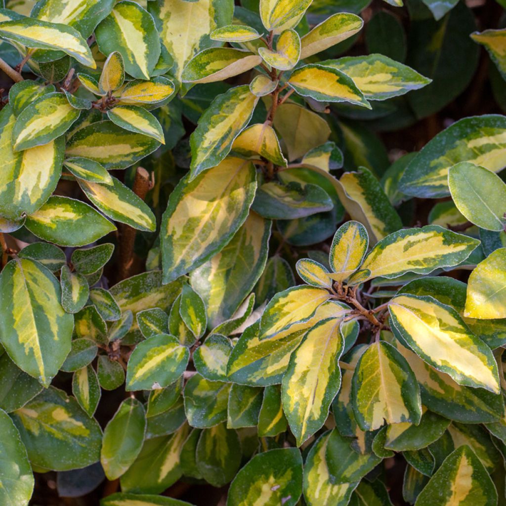 Elaeagnus ebbingei Limelight - Olijfwilg
