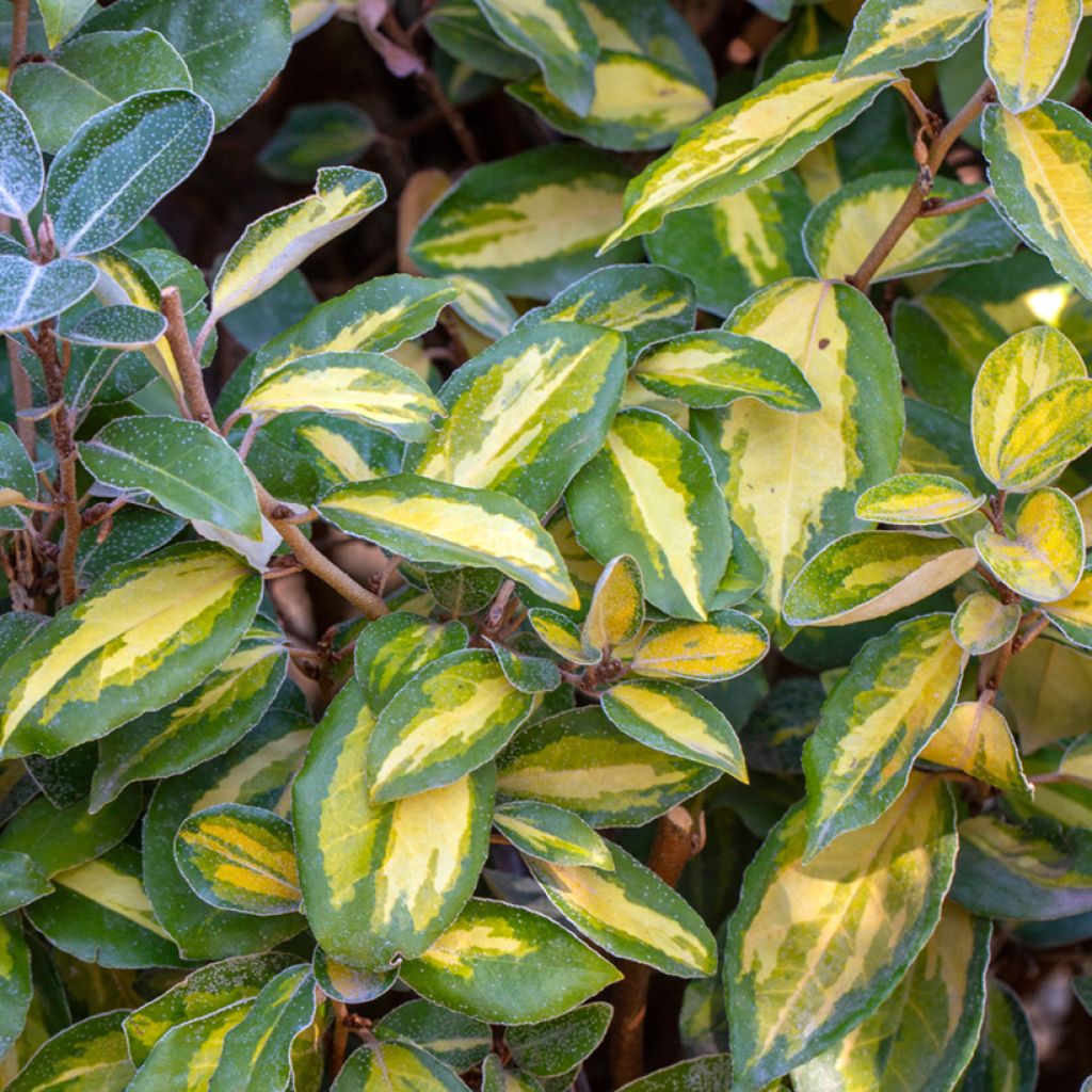 Elaeagnus ebbingei Limelight - Olijfwilg
