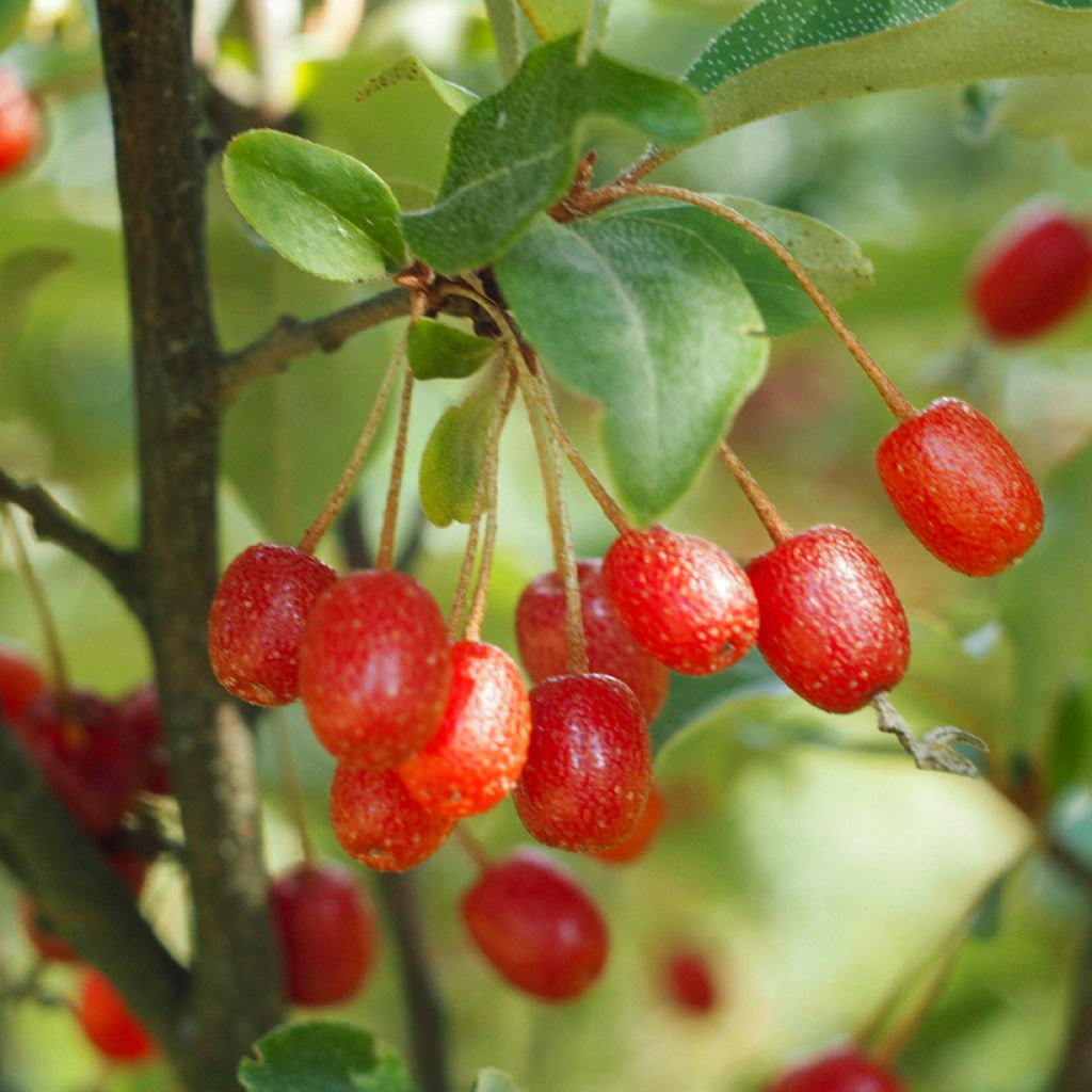 Elaeagnus multiflora - Japanse olijfwilg