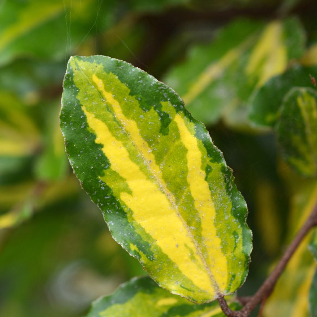 Elaeagnus pungens Maculata - Stekelige olijfwilg