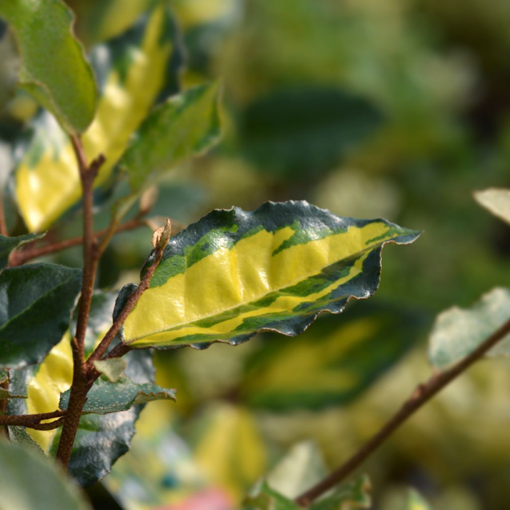 Elaeagnus pungens Maculata - Stekelige olijfwilg