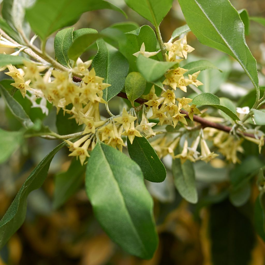 Elaeagnus umbellata Amoroso - Olijfwilg