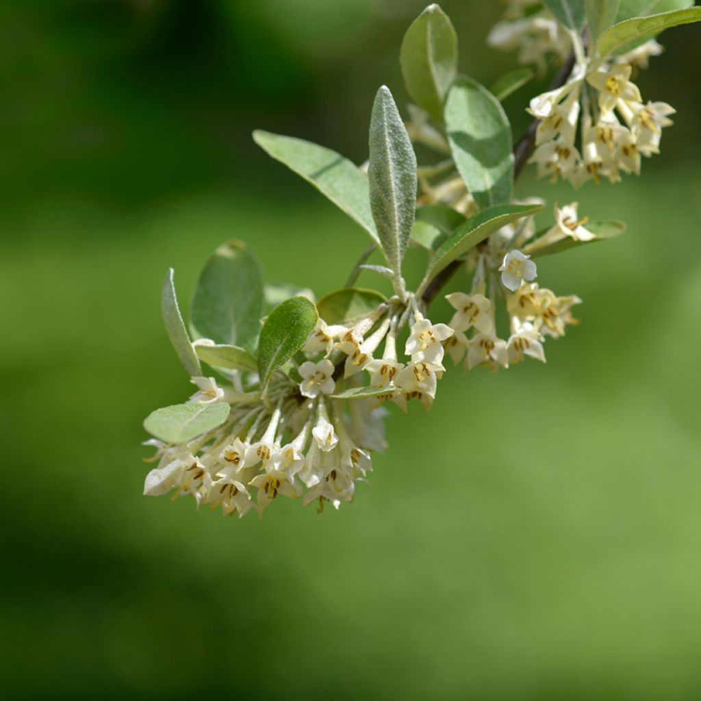 Elaeagnus umbellata Amoroso - Olijfwilg