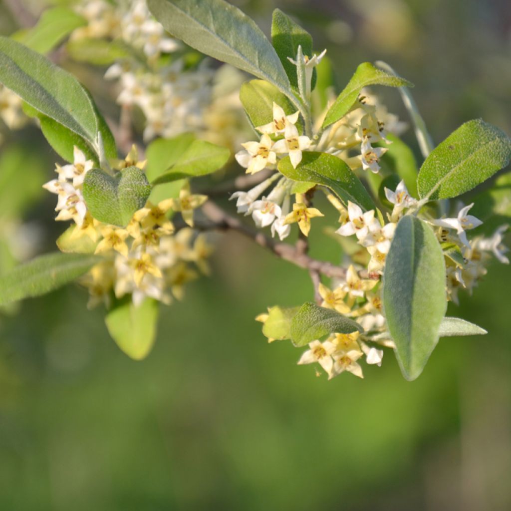 Elaeagnus umbellata Amoroso - Olijfwilg