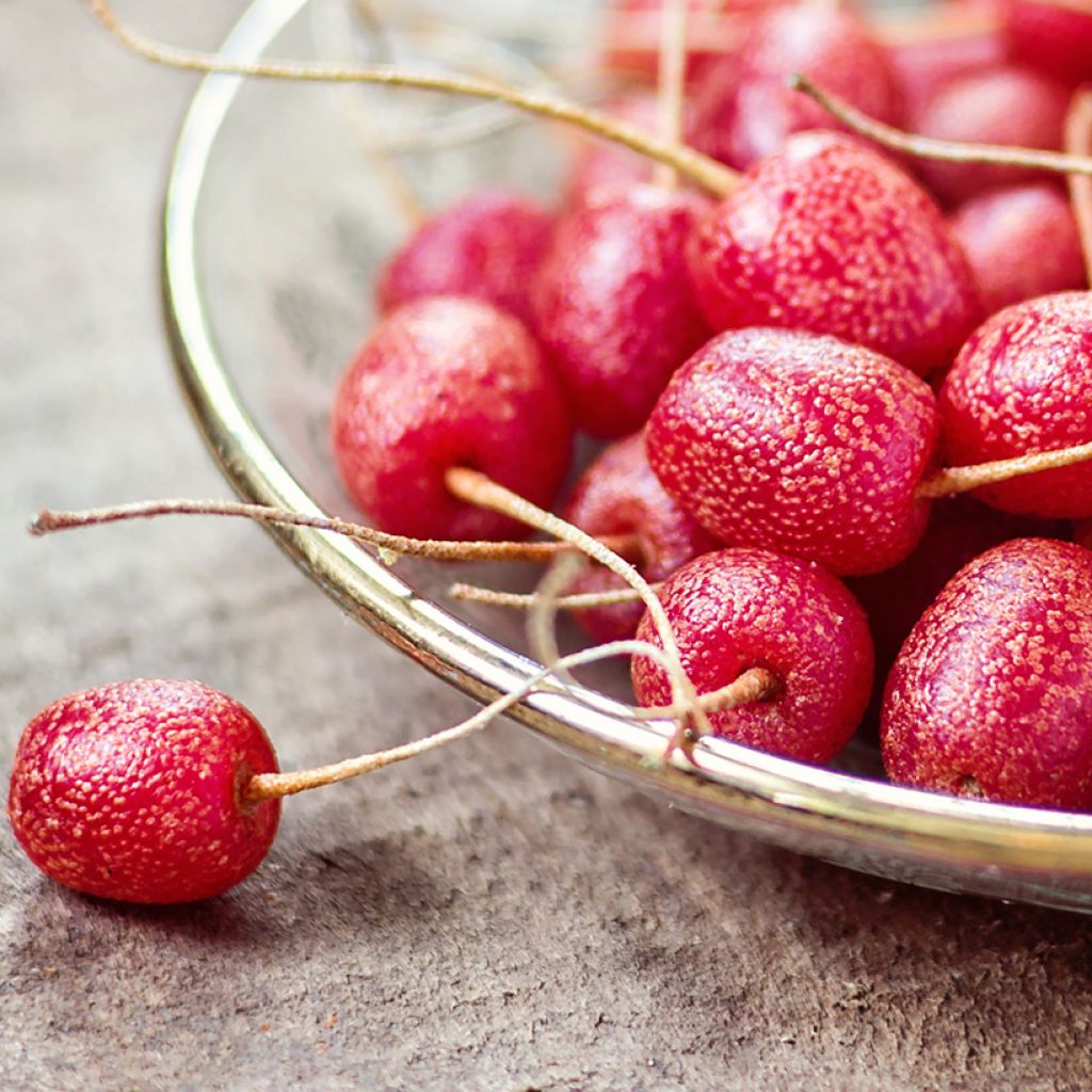 Elaeagnus umbellata - Olijfwilg