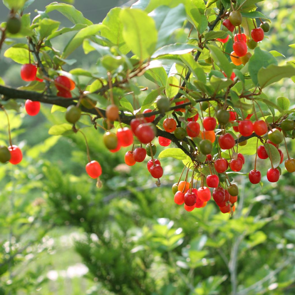 Elaeagnus umbellata - Olijfwilg