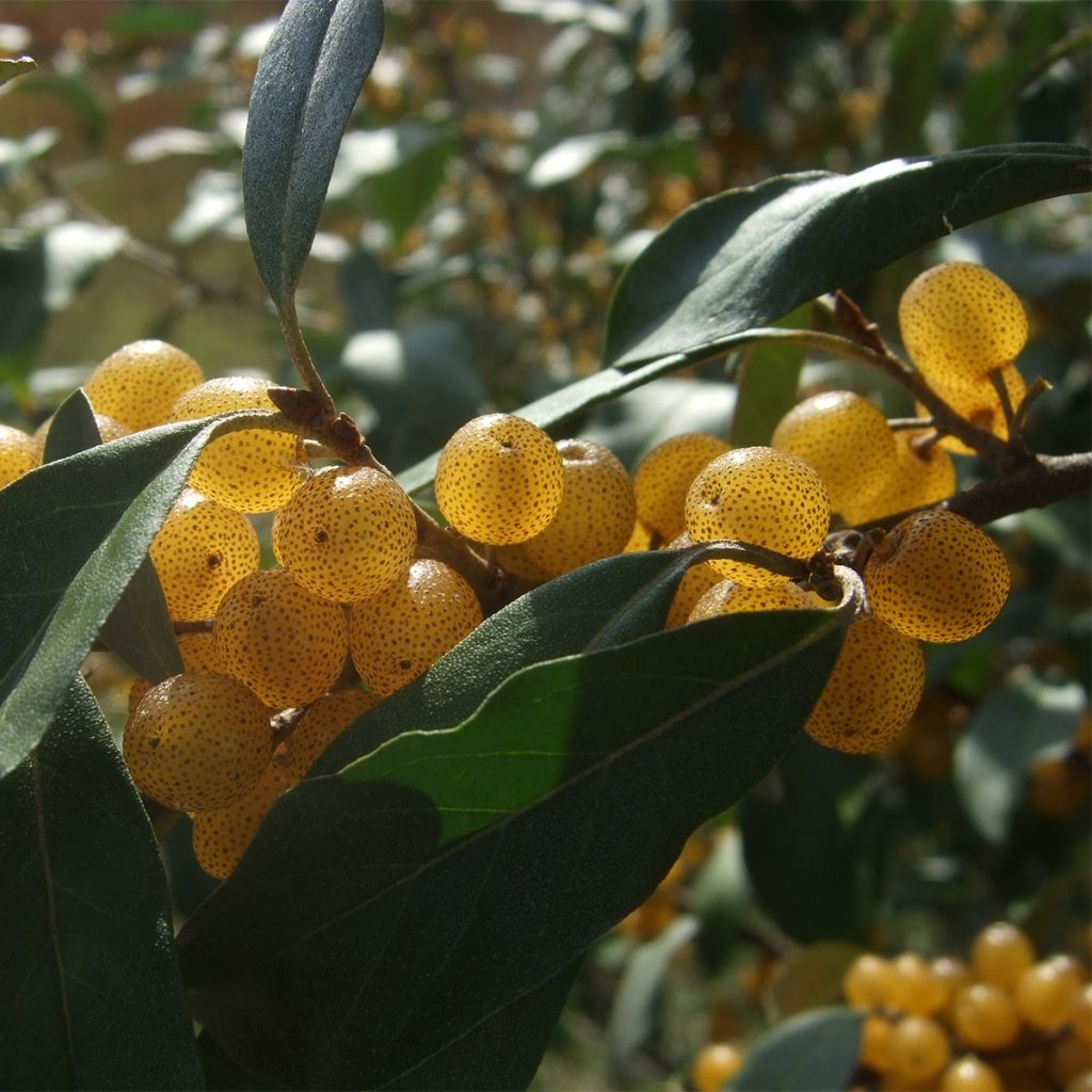 Elaeagnus umbellata Fortunella - Olijfwilg