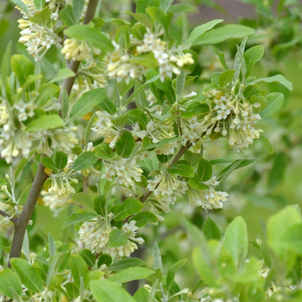 Elaeagnus umbellata Fortunella - Olijfwilg