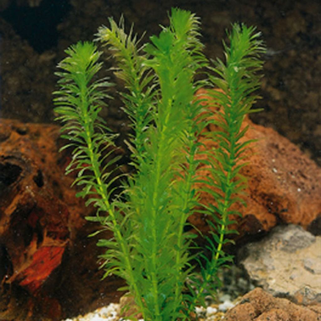 Egeria densa - Waterpest