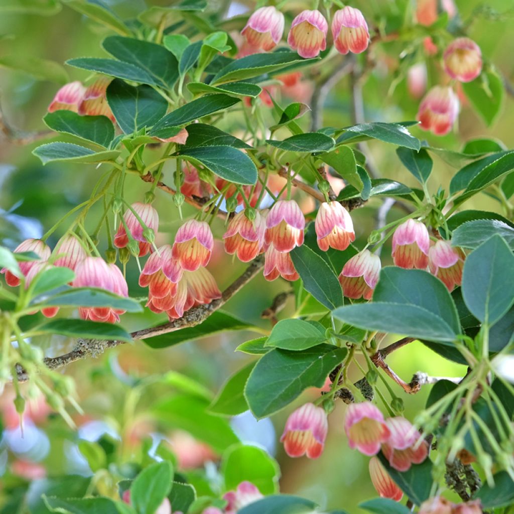 Enkianthus campanulatus - Pronkklokje
