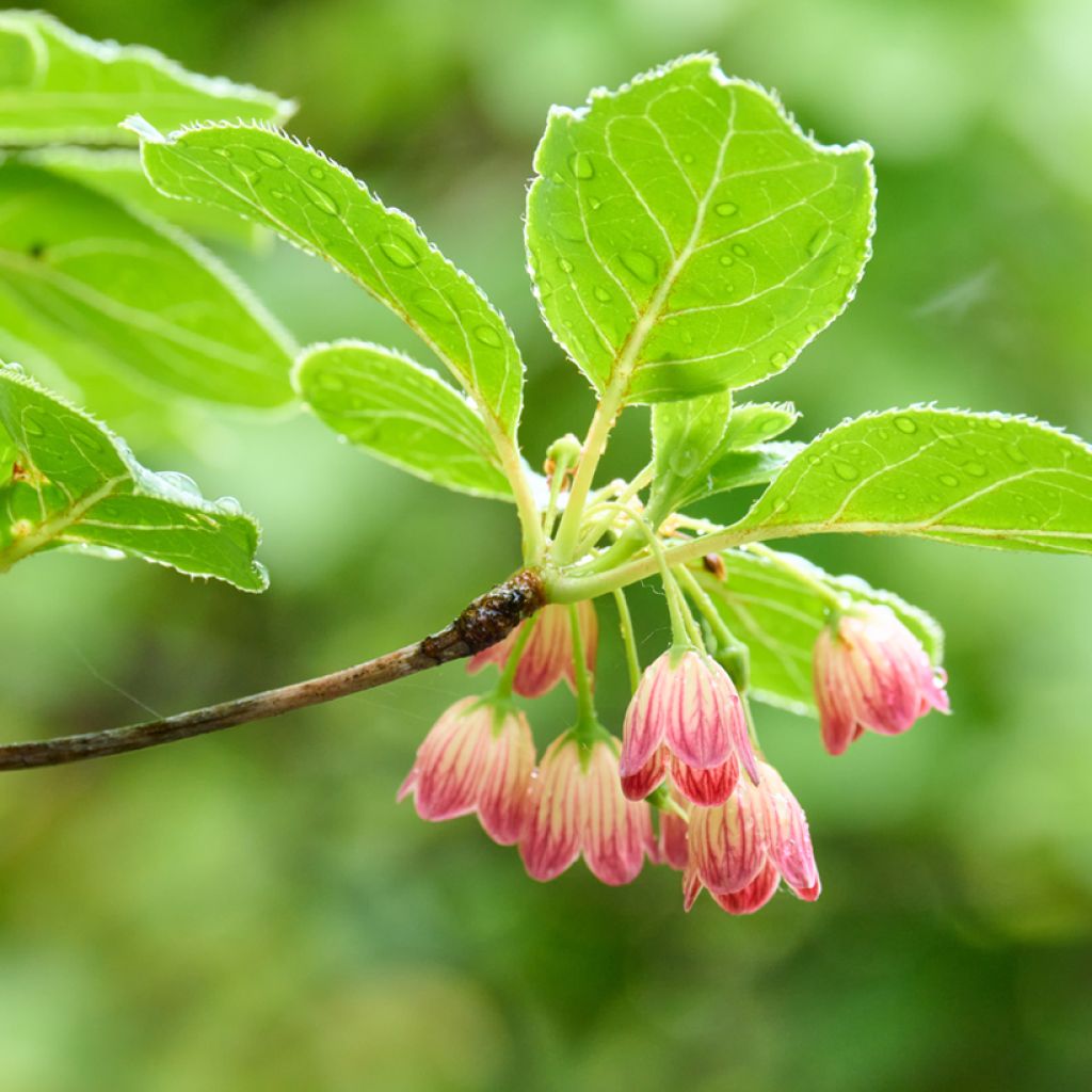 Enkianthus campanulatus - Pronkklokje
