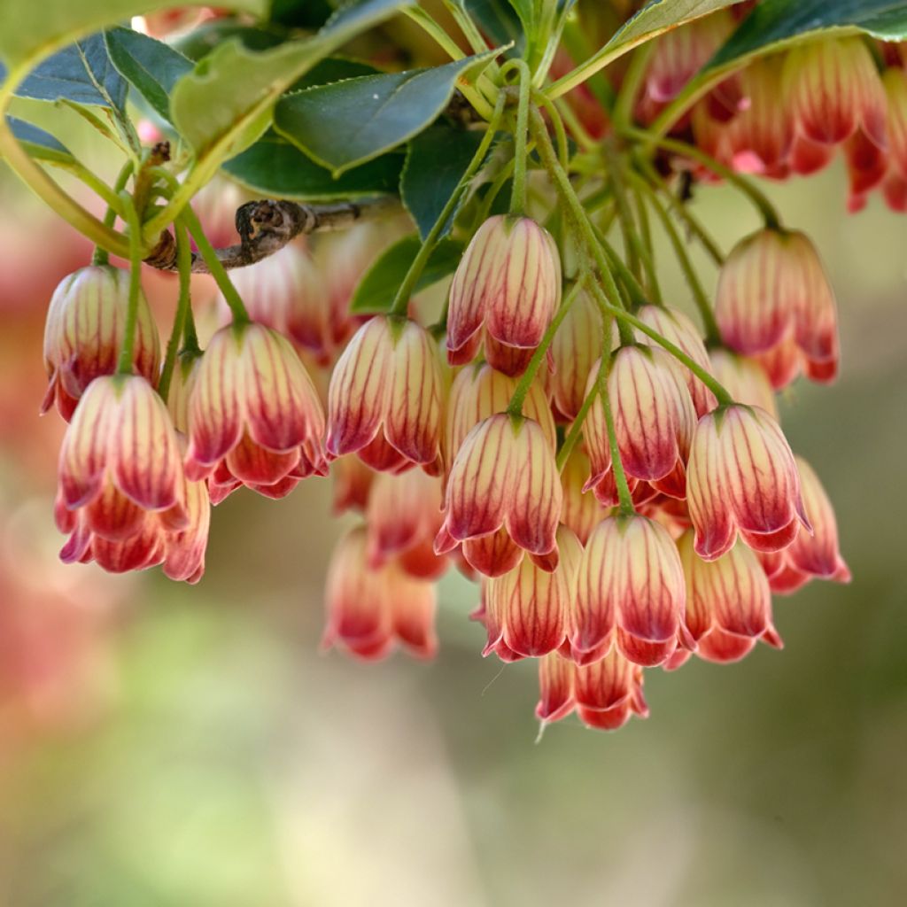 Enkianthus campanulatus Pagode - Pronkklokje