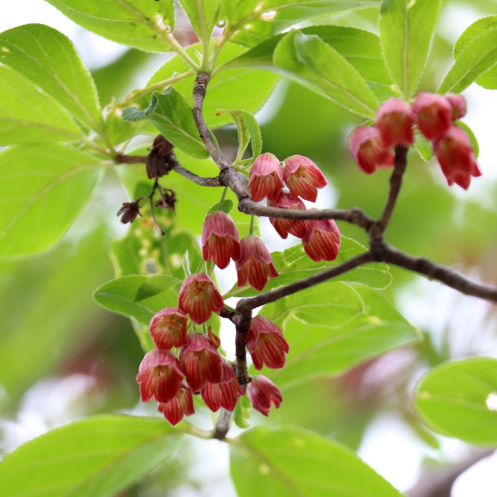 Enkianthus campanulatus Red Bells - Pronkklokje