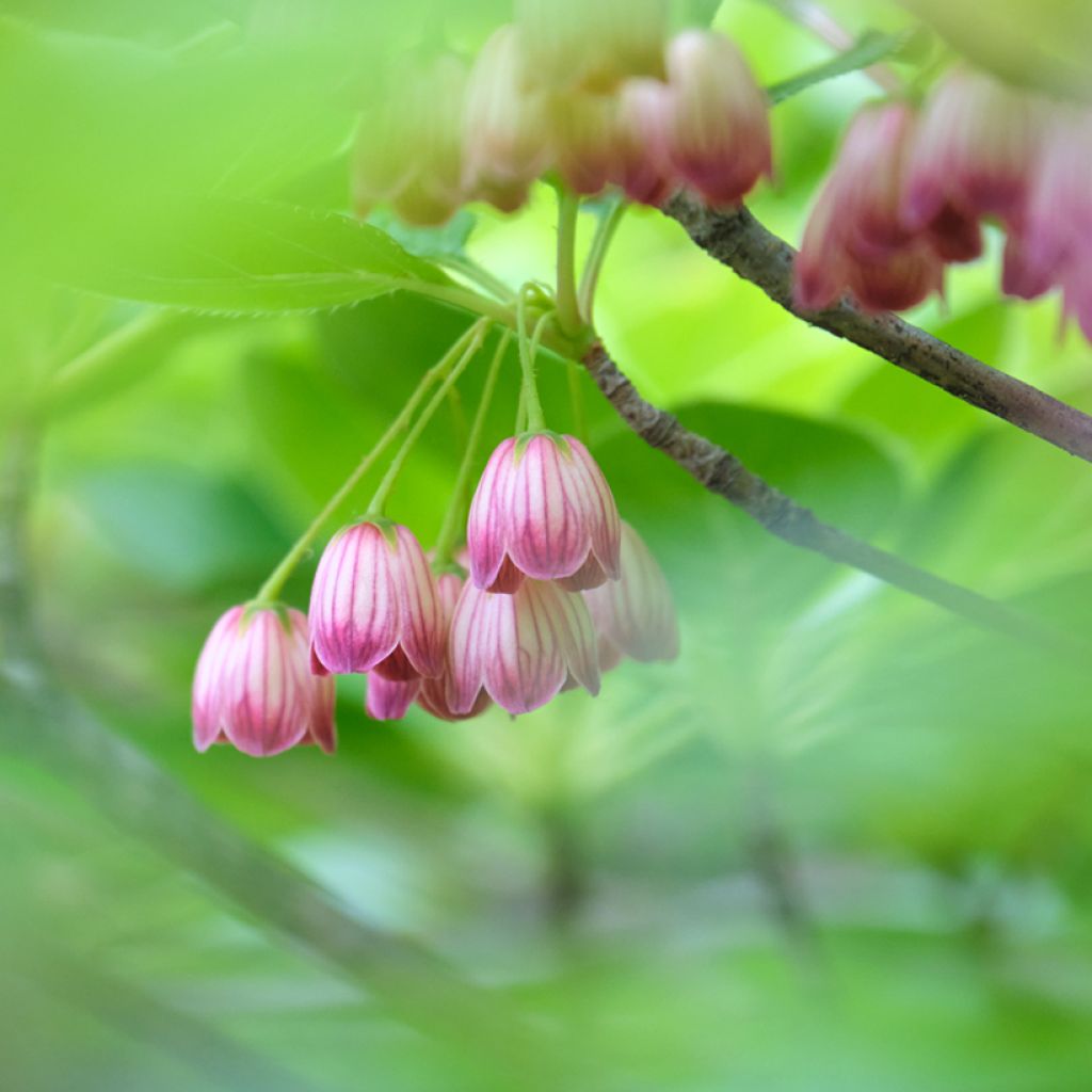 Enkianthus campanulatus Red Bells - Pronkklokje