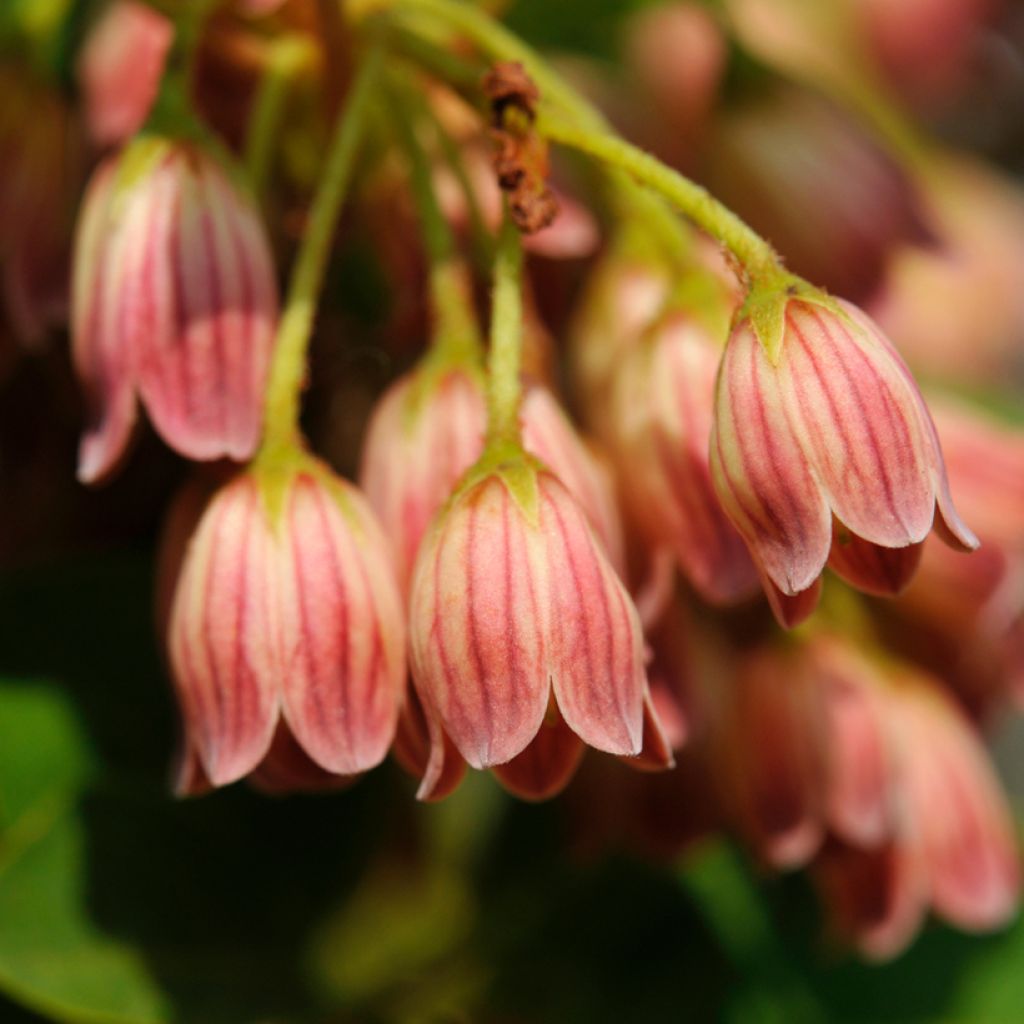 Enkianthus campanulatus var. palibinii - Pronkklokje