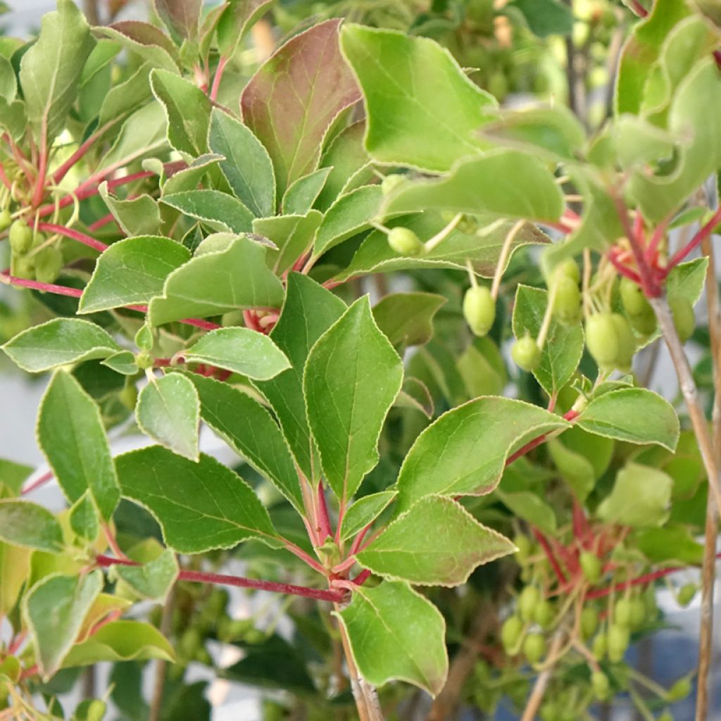 Enkianthus campanulatus Prettycoat - Pronkklokje