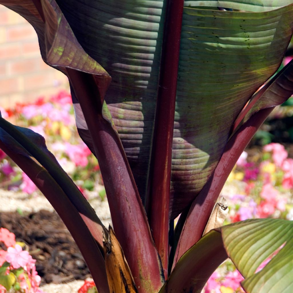 Ensete ventricosum Maurelii - Ethiopische banaan
