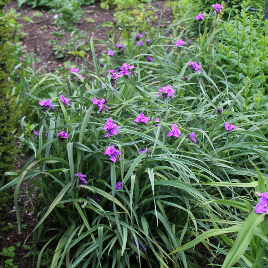 Tradescantia andersoniana Concord Grape - Eendagsbloem
