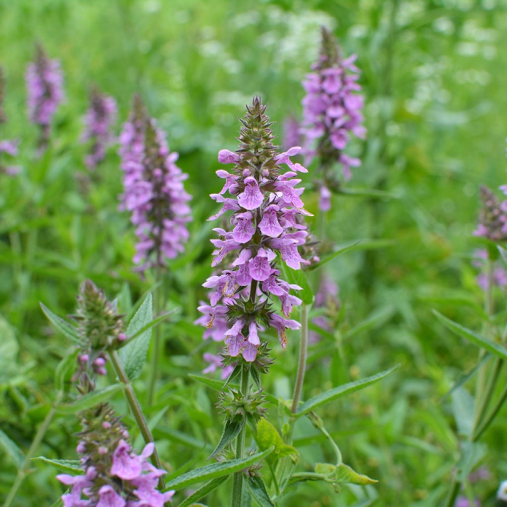 Stachys palustris - Moerasandoorn