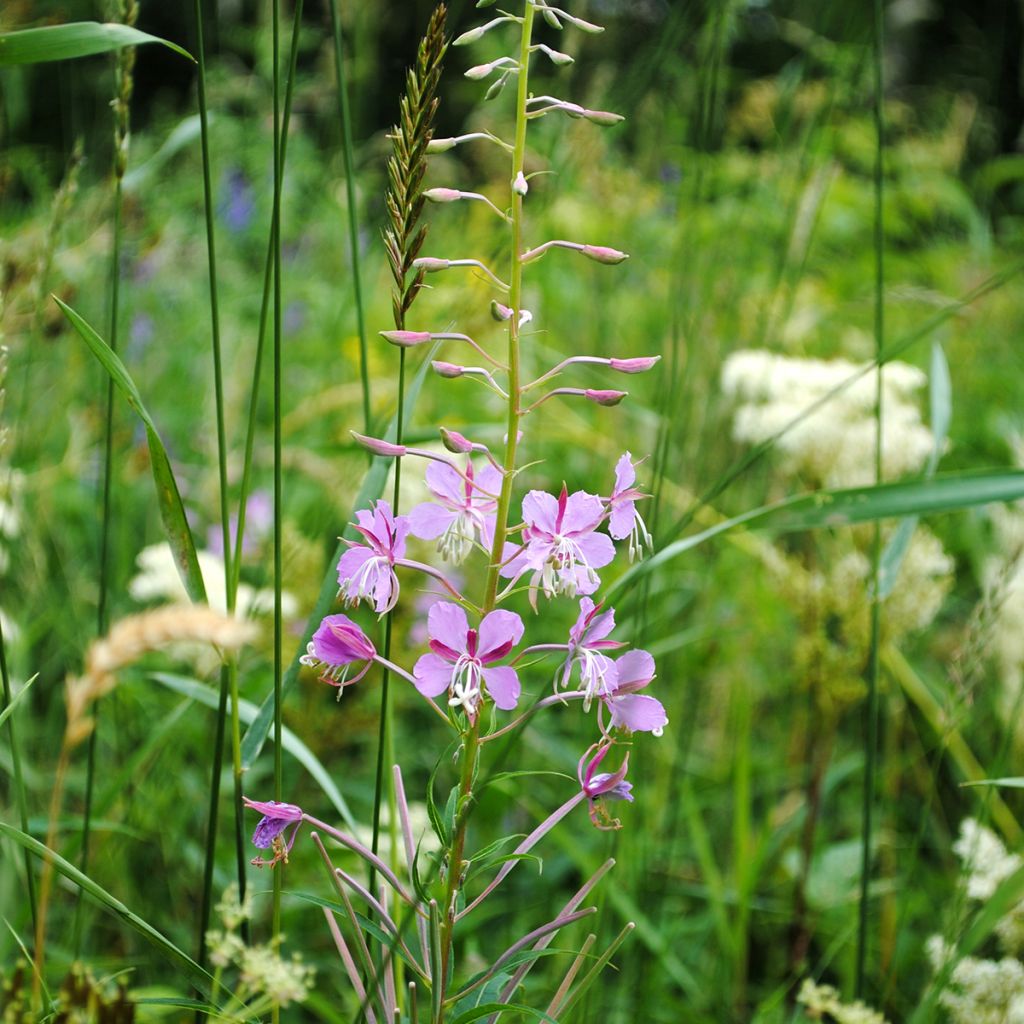 Epilobium fleischeri - Fleischers wilgenroosje
