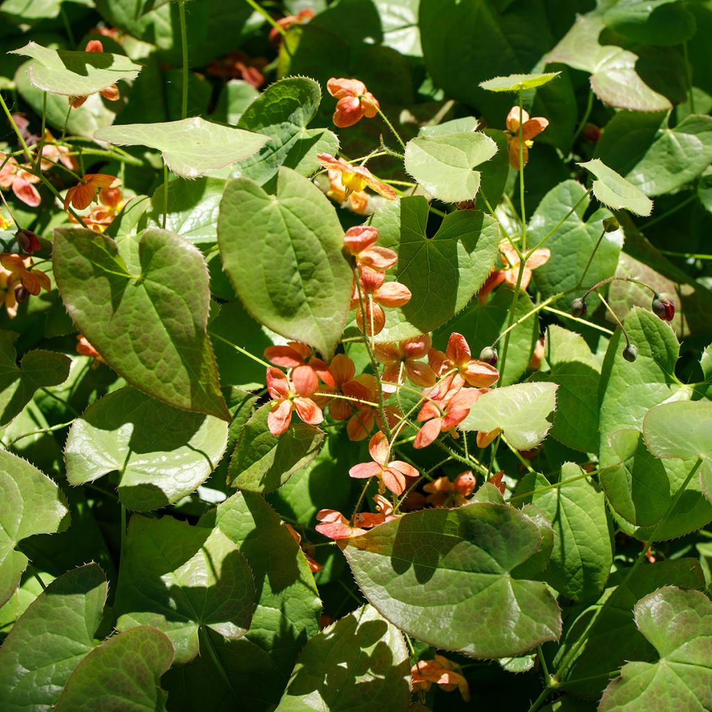 Epimedium alpinum - Elfenbloem