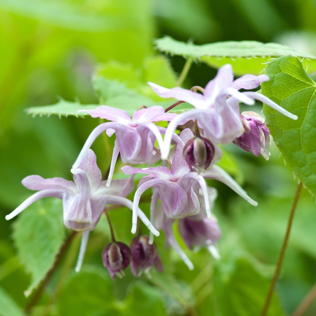 Epimedium grandiflorum - Grootbloemige elfenbloem