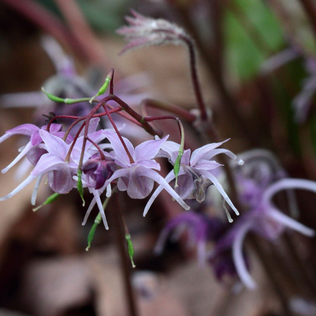 Epimedium grandiflorum - Grootbloemige elfenbloem