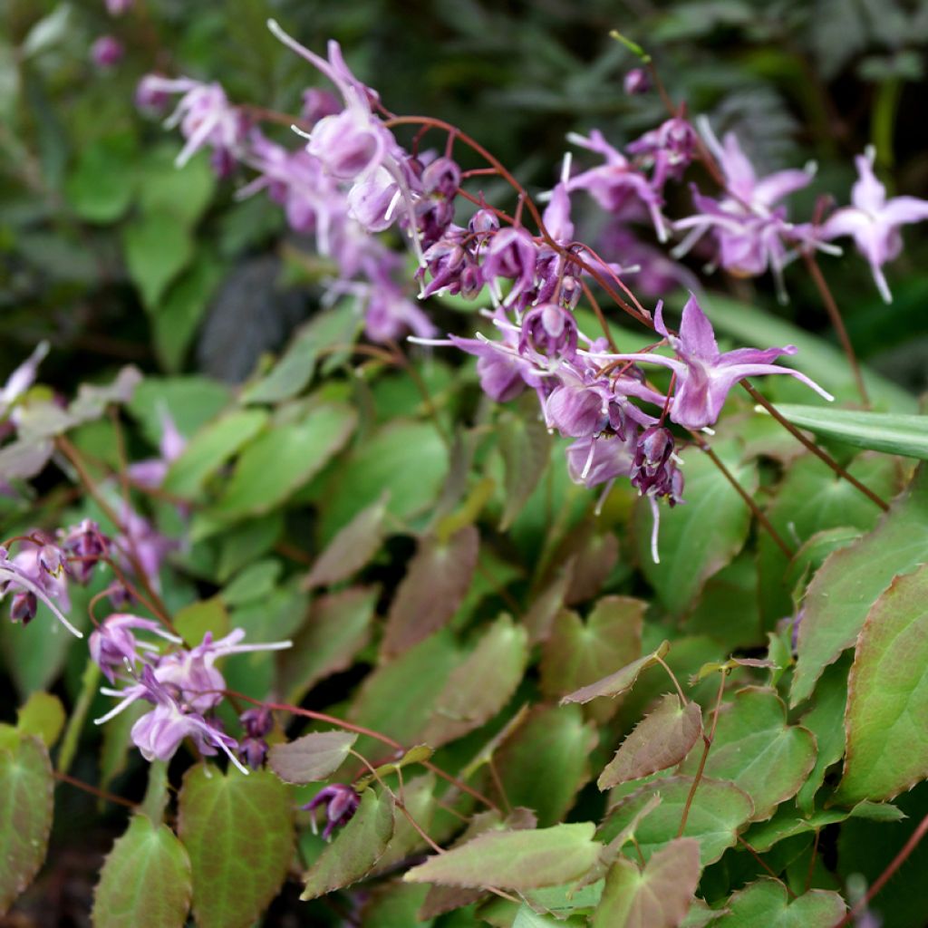 Epimedium grandiflorum Lilafee - Grootbloemige elfenbloem