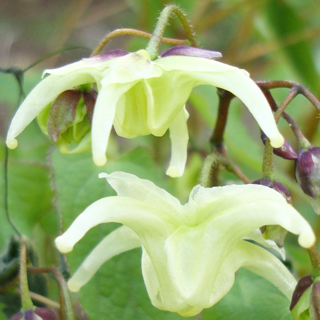 Epimedium grandiflorum ssp. koreanum La Rocaille, Fleur des elfe