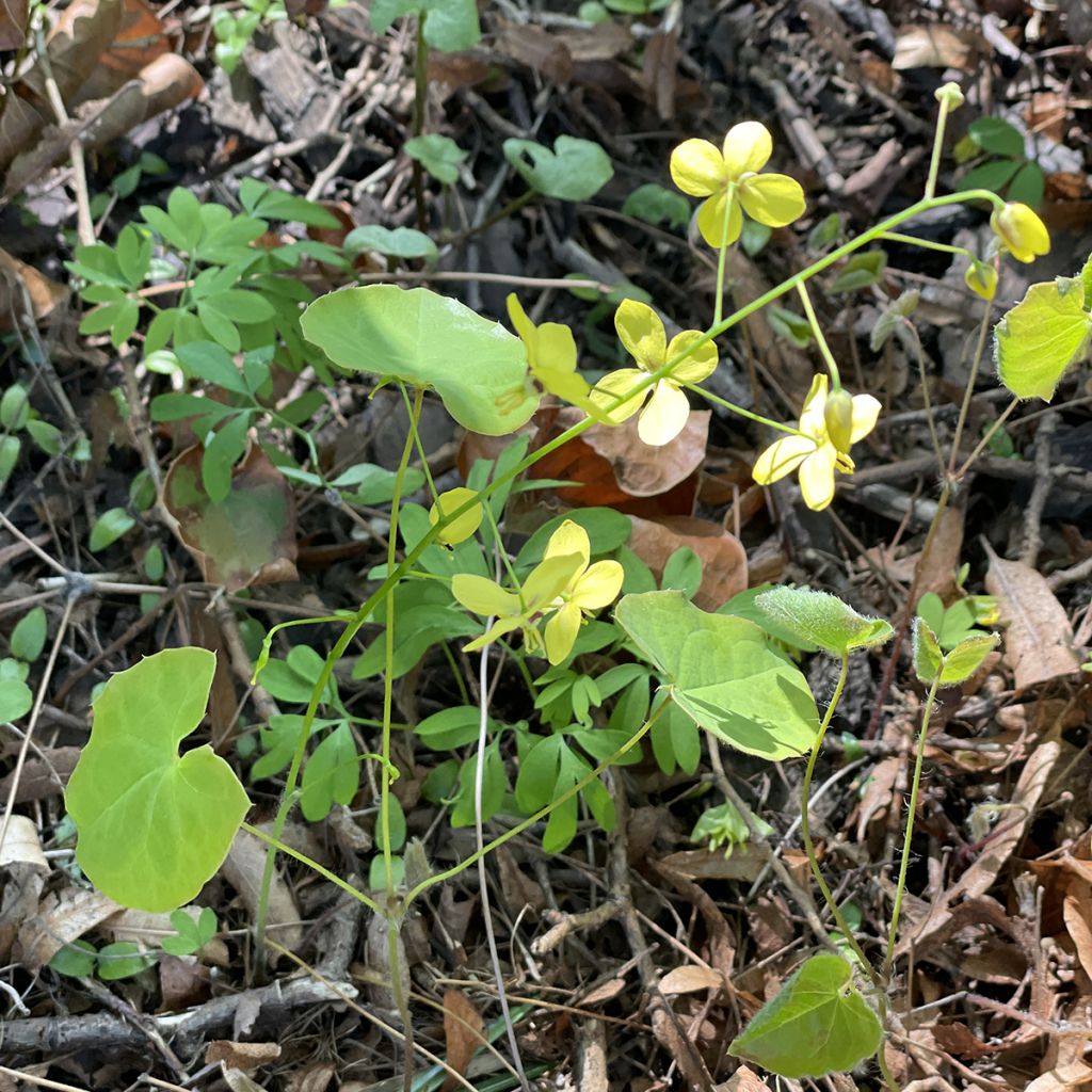 Epimedium perralderianum - Elfenbloem
