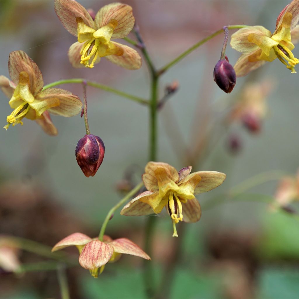 Epimedium pinnatum Black Sea - Elfenbloem