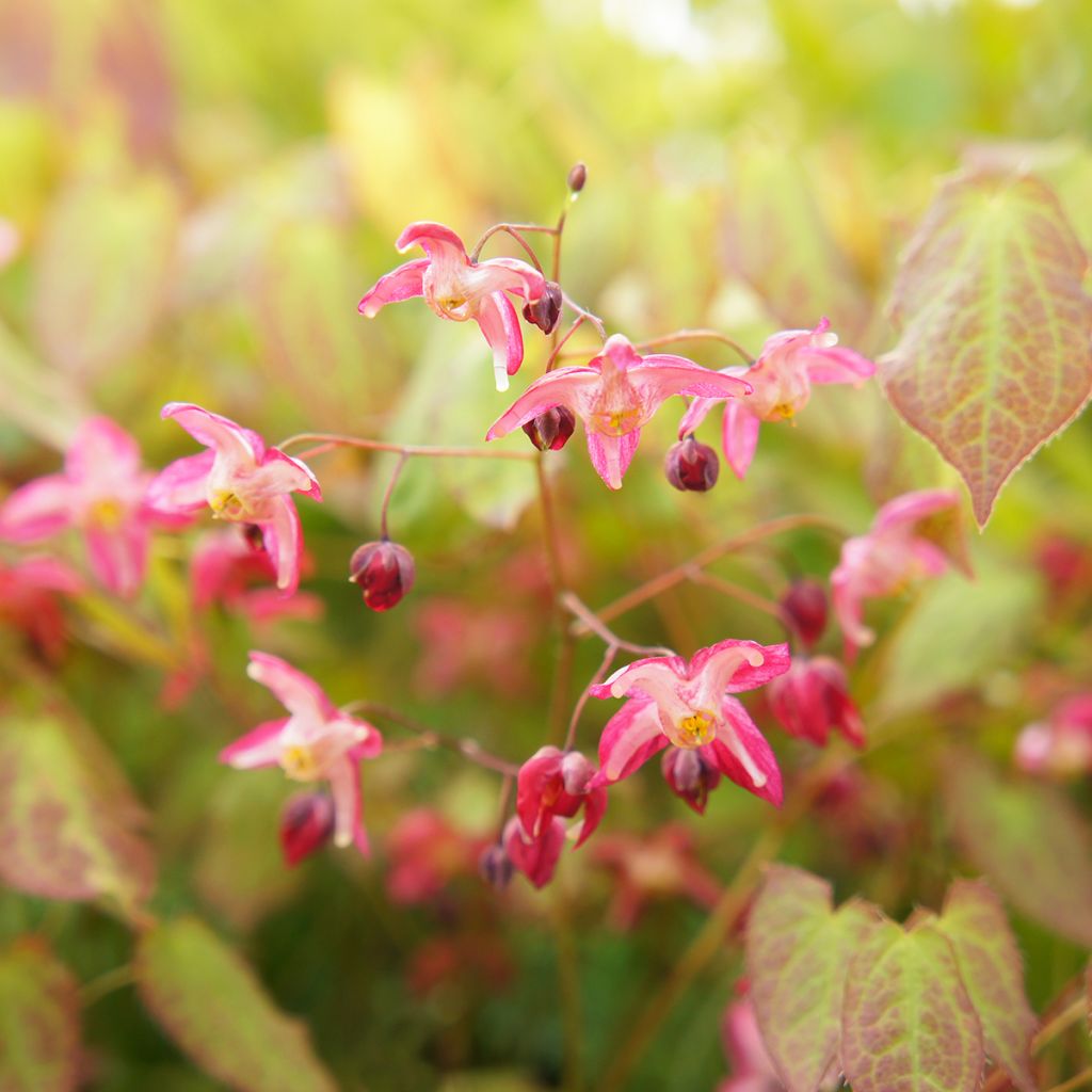 Epimedium rubrum - Elfenbloem