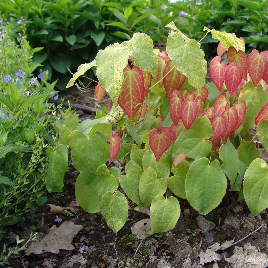 Epimedium rubrum - Elfenbloem