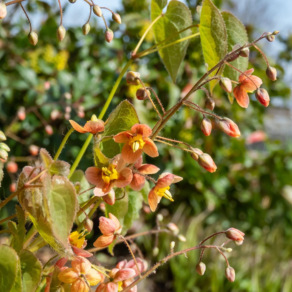 Epimedium warleyense - Elfenbloem