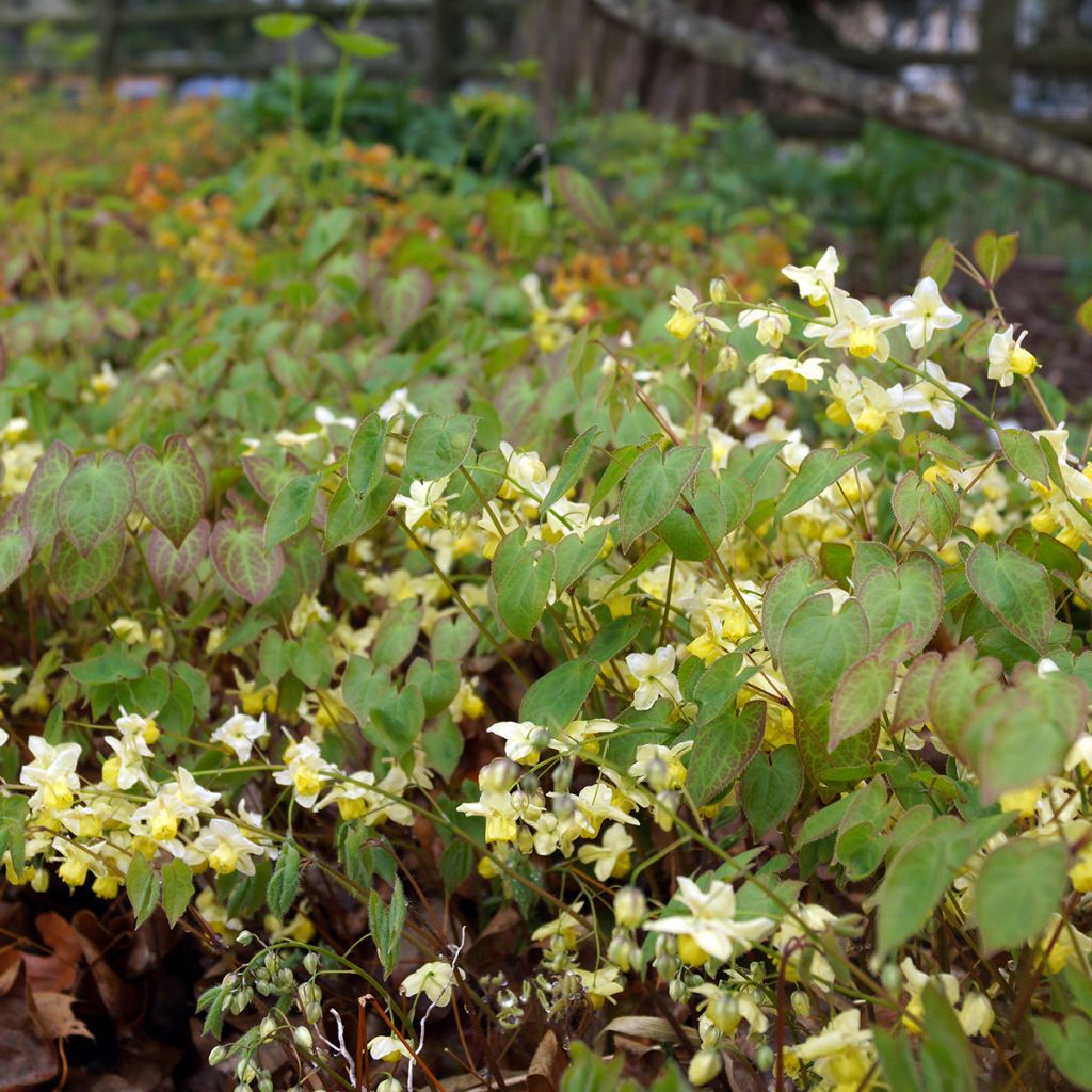 Epimedium versicolor Sulphureum - Elfenbloem