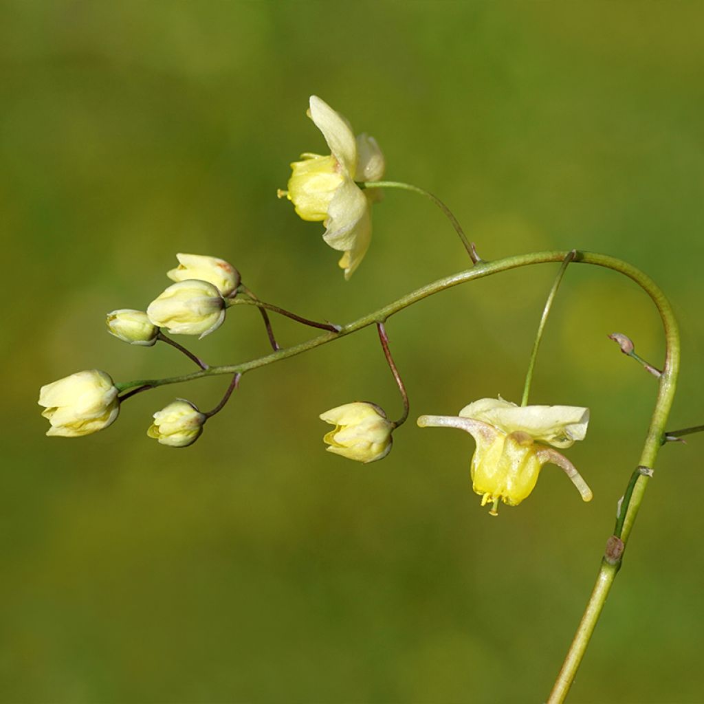 Epimedium versicolor Sulphureum - Elfenbloem