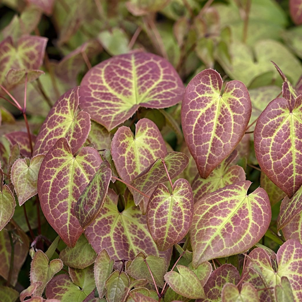 Epimedium versicolor Sulphureum - Elfenbloem