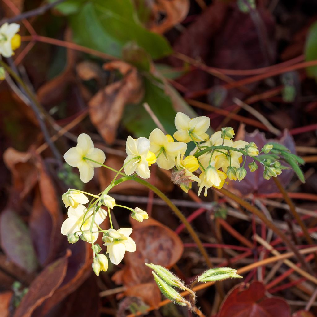 Epimedium versicolor Sulphureum - Elfenbloem