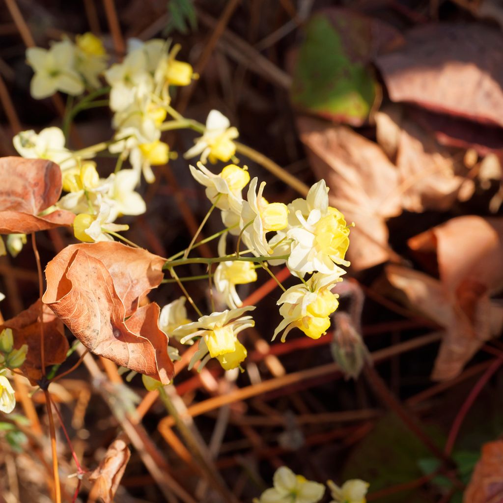 Epimedium versicolor Sulphureum - Elfenbloem