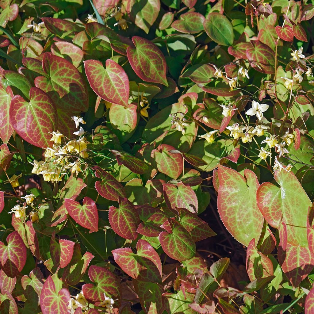 Epimedium versicolor Sulphureum - Elfenbloem