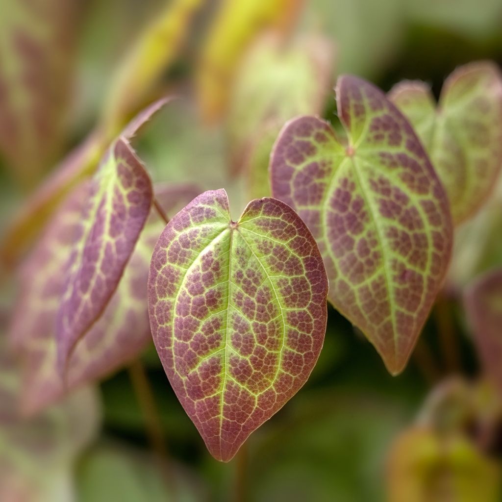 Epimedium versicolor Sulphureum - Elfenbloem