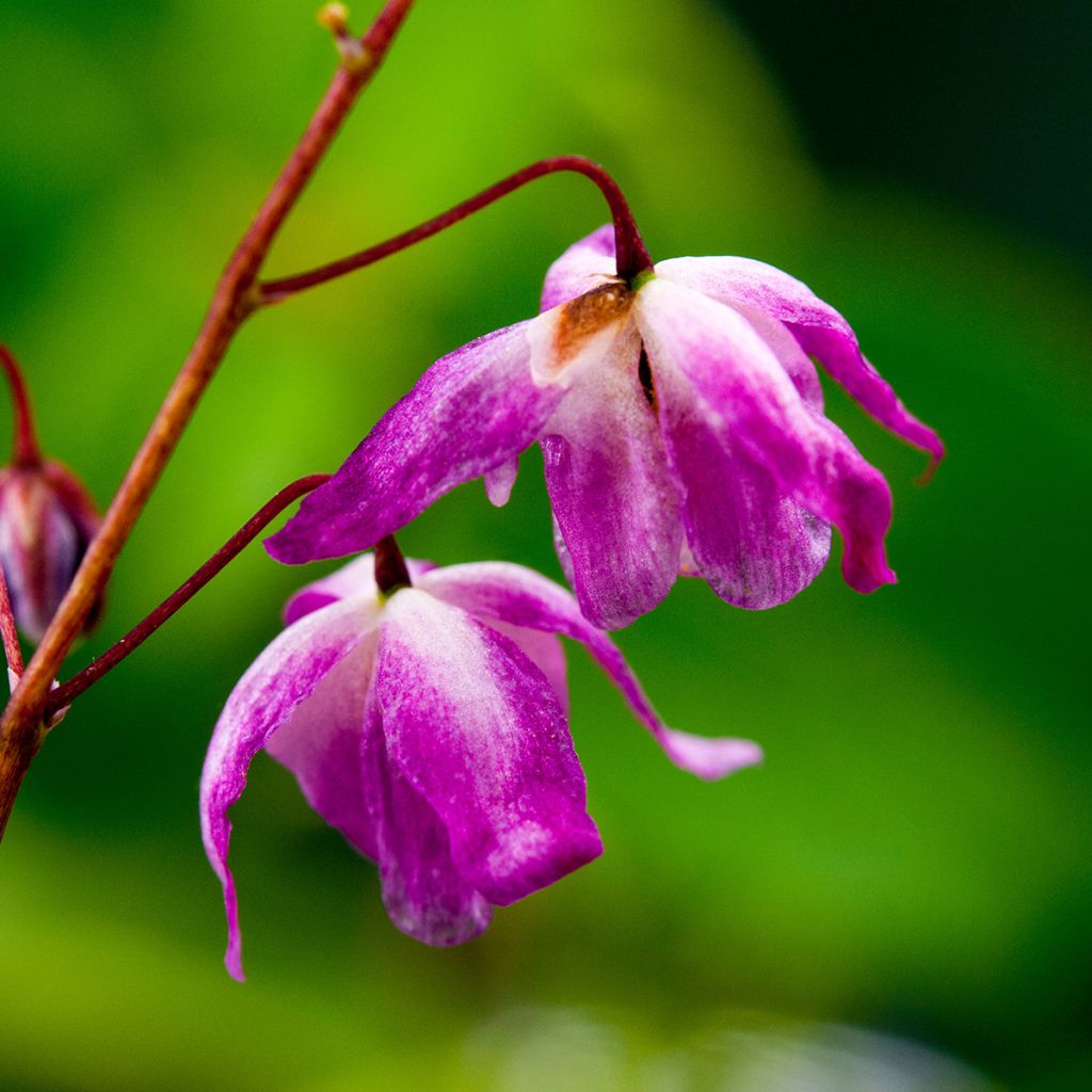 Epimedium youngianum Roseum - Elfenbloem