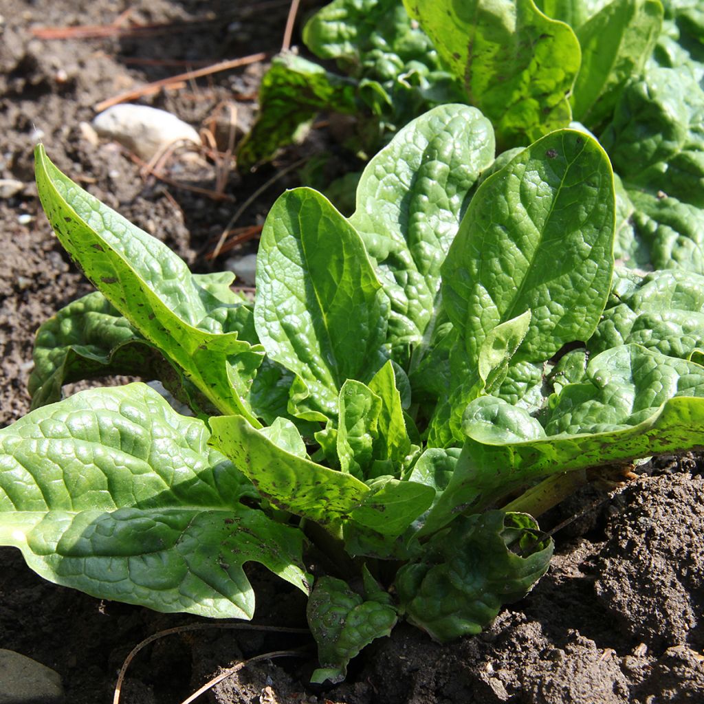 Spinazie América BIO - Ferme de Sainte Marthe