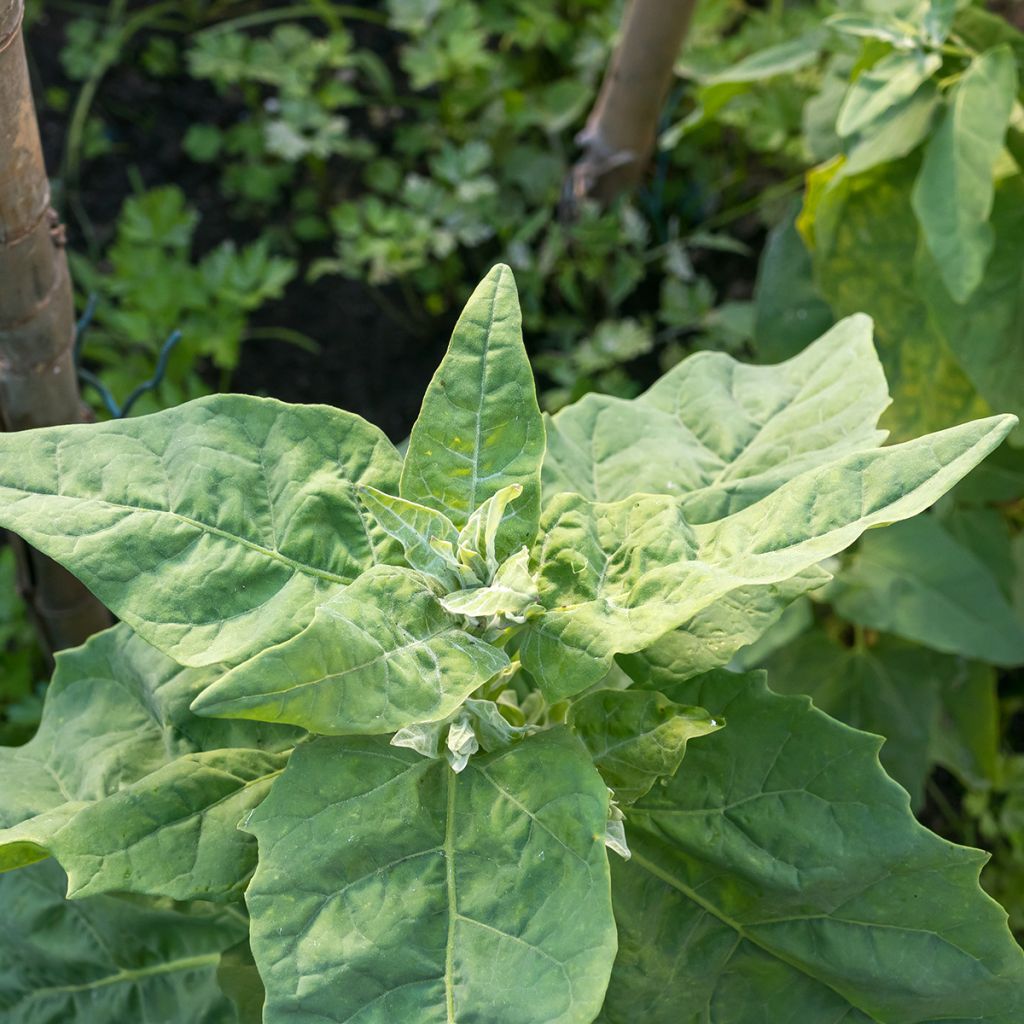 Spinazie Winterreuzen