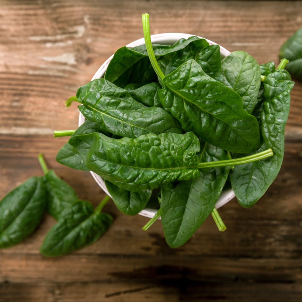 Spinazie Winterreuzen