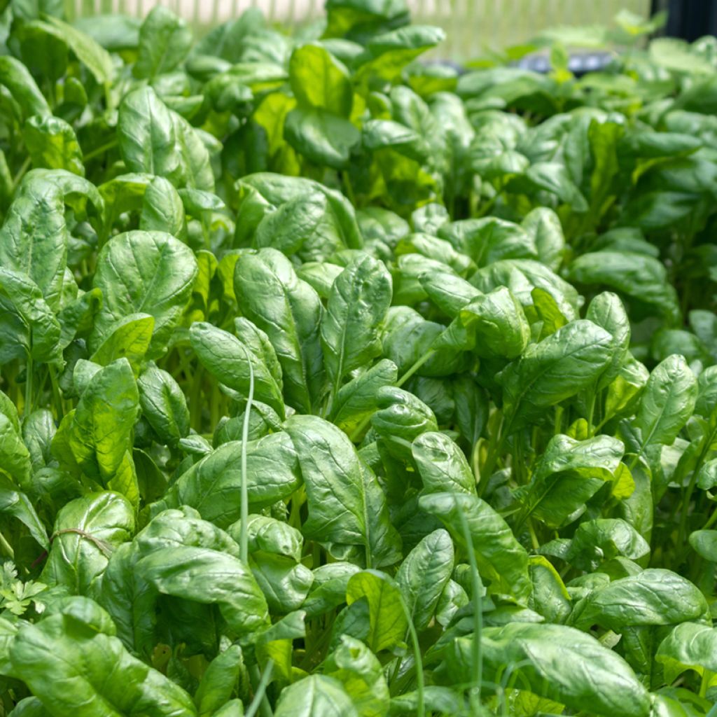 Spinazie Junius - Vilmorin