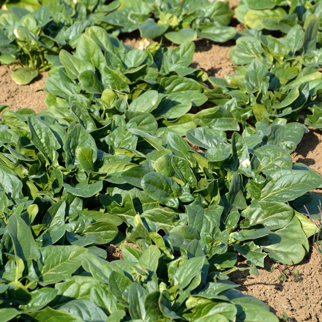 Snijbiet Epinard Perpetual