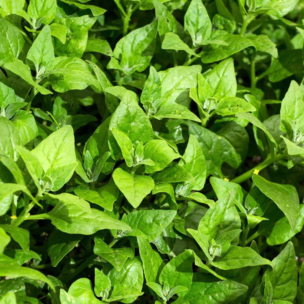 Spinazie - Spinacia oleracea