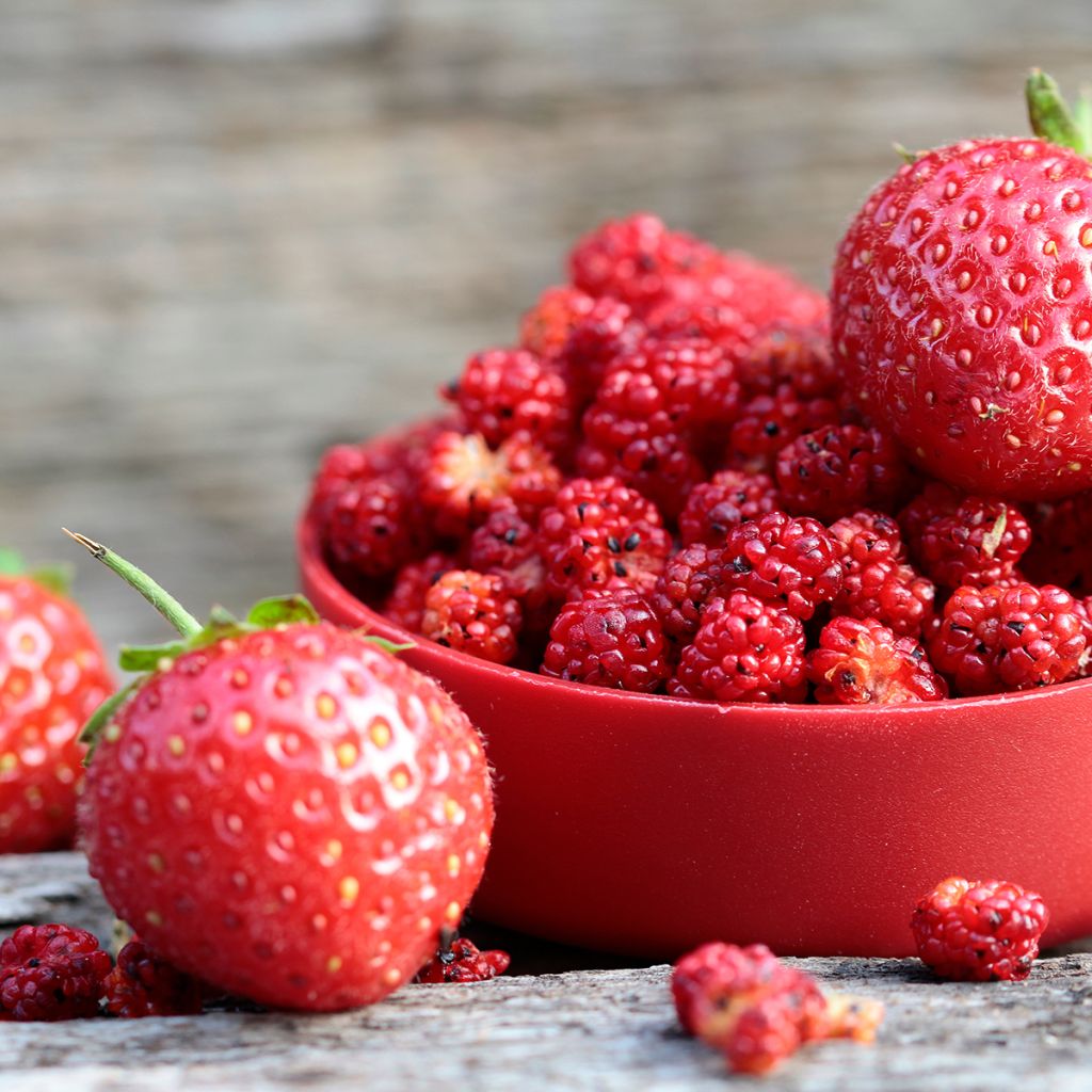 Rode aardbeispinazie - Chenopodium foliosum